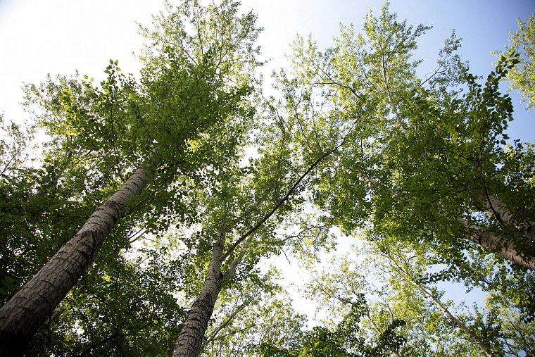 Тюменские парки и скверы благоустраивают разумно