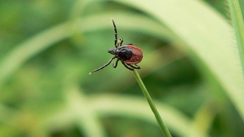 Тюменец скончался после нападения клеща