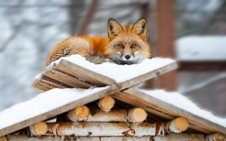 На подушке из белого снега