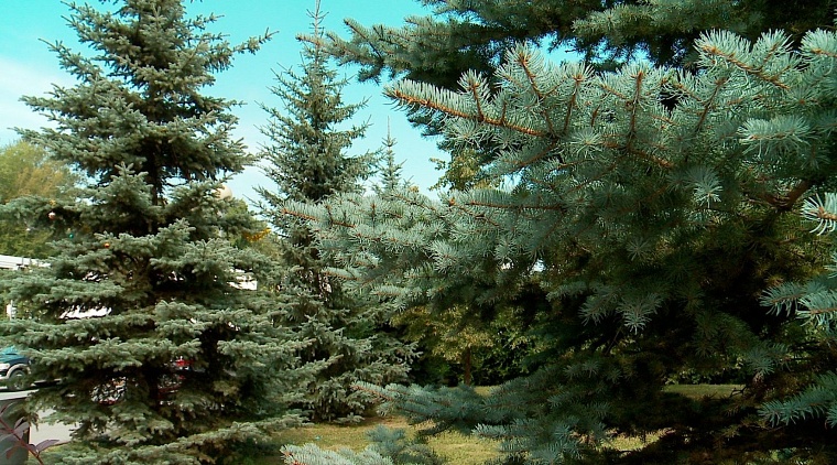 Помним тебя, сынок?