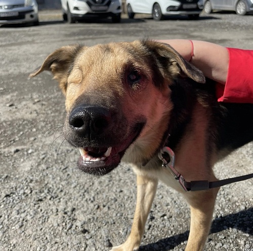 Тюменский пес Оскар, израненный топором, обрел новых хозяев