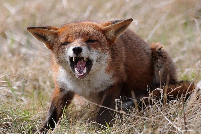 Из-за бешеной лисицы ввели карантин в Казанском районе