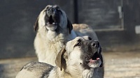 В Тюмени разрабатывают концепцию приютов для бродячих собак