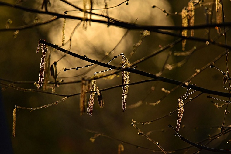 Фото с сайта Pixabay