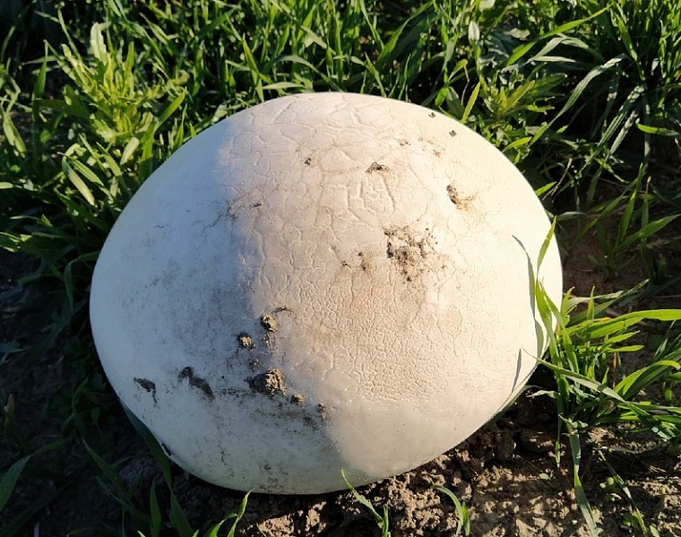 Увидели из машины: тюменская семья нашла гриб-дождевик размером с большой арбуз