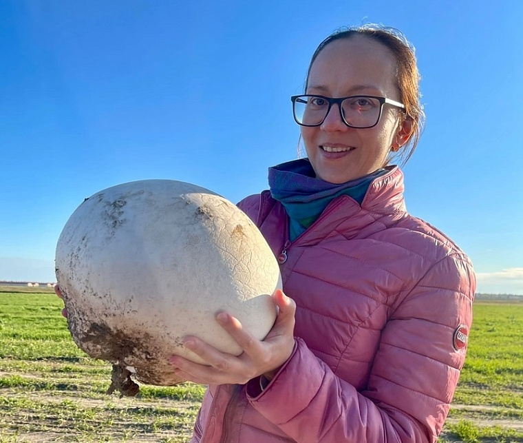 Увидели из машины: тюменская семья нашла гриб-дождевик размером с большой арбуз