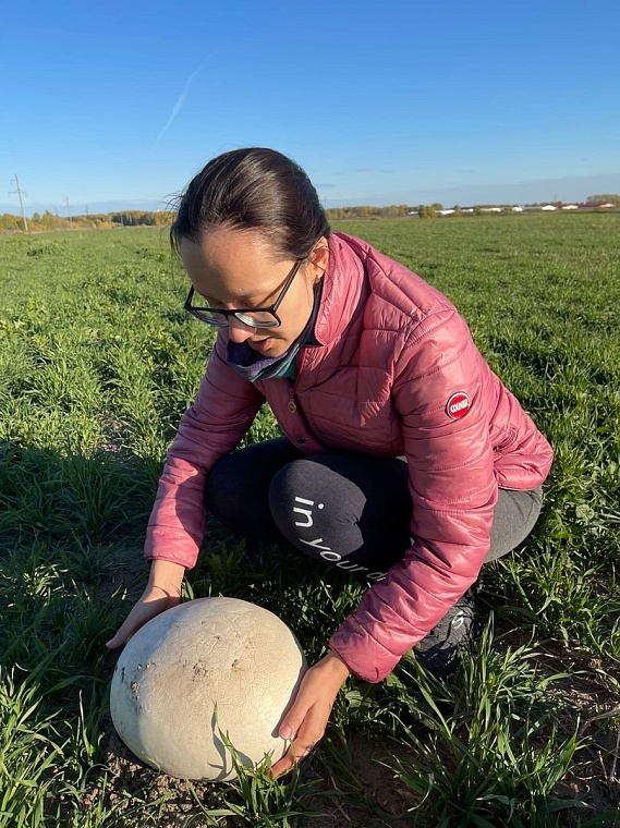 Увидели из машины: тюменская семья нашла гриб-дождевик размером с большой арбуз