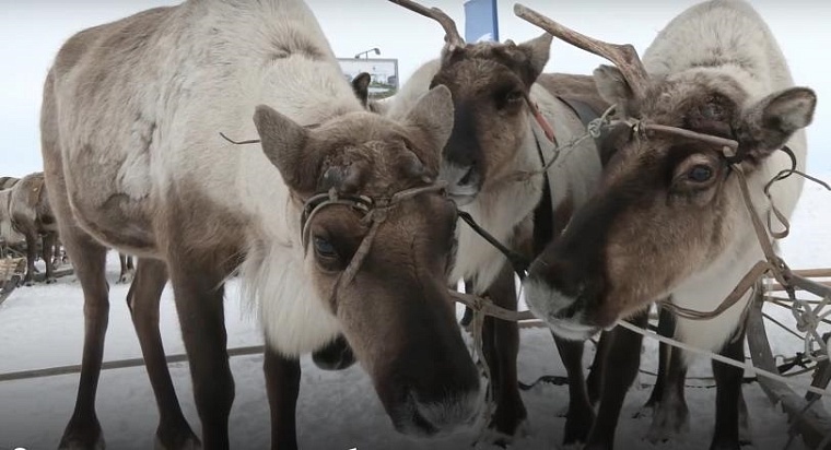 День оленевода в Яр-Сале собрал более тысячи зрителей и участников состязаний