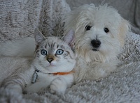 Вывод ученых: домашние кошки и собаки не передают COVID-19 человеку
