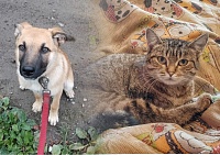 Фонд "Потеряшки" в Тюмени ищет волонтеров для передержки животных