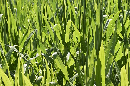 Народные приметы на 7 июля: выпадет большая роса - к урожаю огурцов