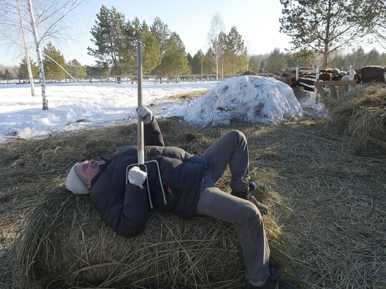 Как бывший горожанин разводит овец. Испытано на себе