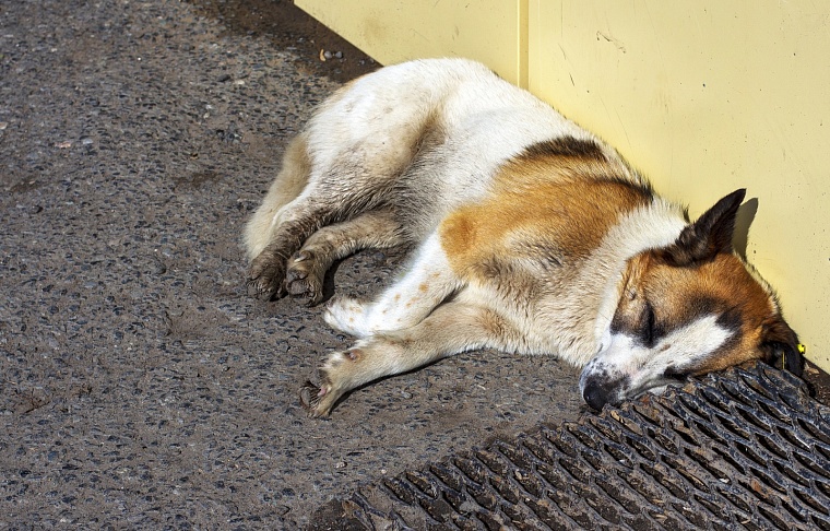Тюменцев предлагают наказывать за собак на самовыгуле