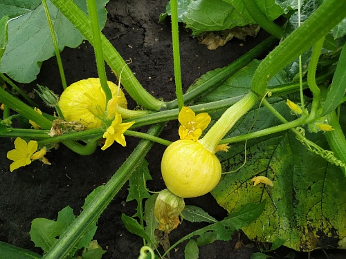 Тюменским дачникам рассказали, как спасти урожай от заморозков