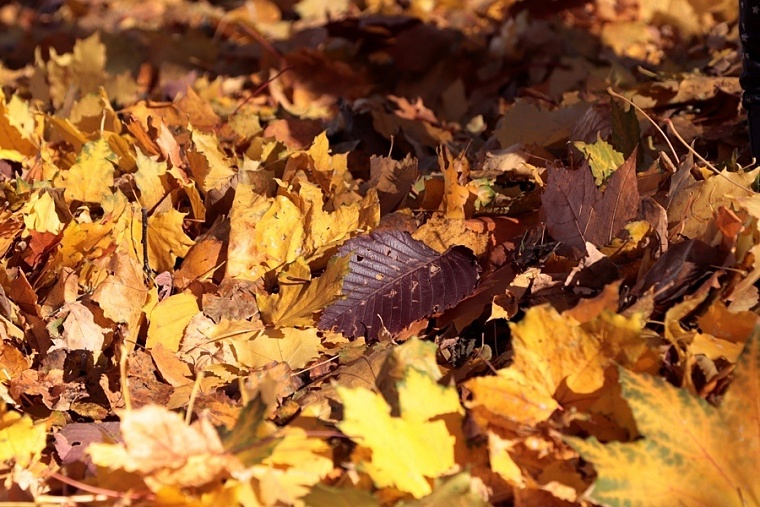 Народные приметы на 6 октября: с этого дня начинается настоящая холодная осень