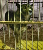 В Тюмени планируют построить приют для животных на федеральные деньги