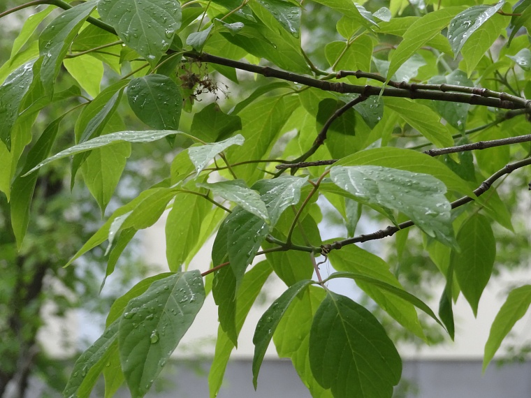 Народные приметы: какой день - такое лето