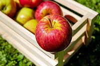Диетолог: кому нельзя есть много яблок