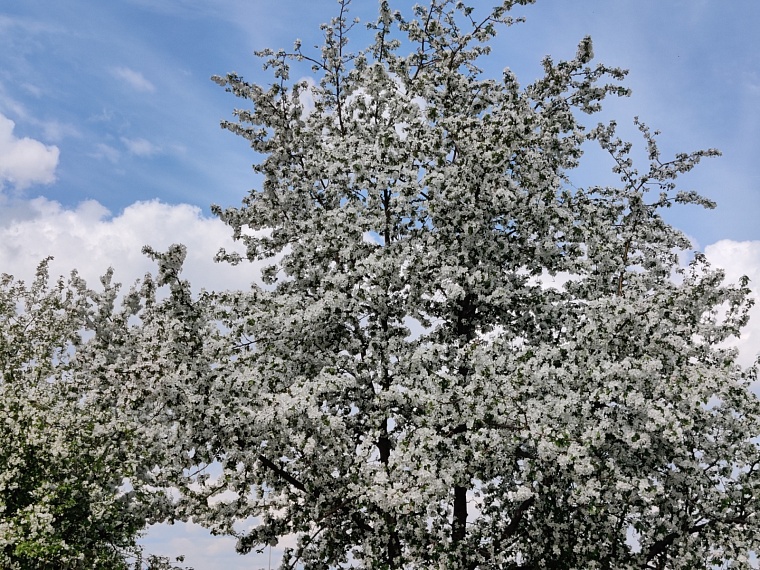 Утопая в ароматах весны. Прогуливаемся по сиренево-яблоневой Тюмени