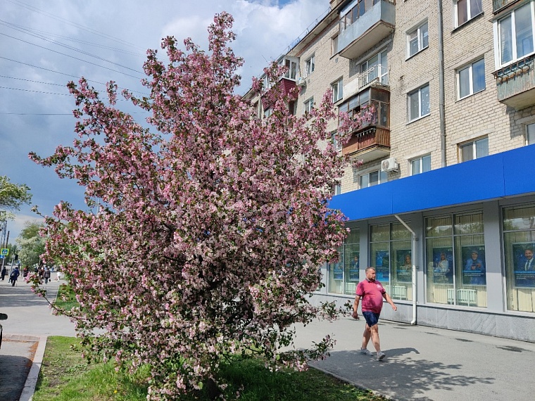 Утопая в ароматах весны. Прогуливаемся по сиренево-яблоневой Тюмени