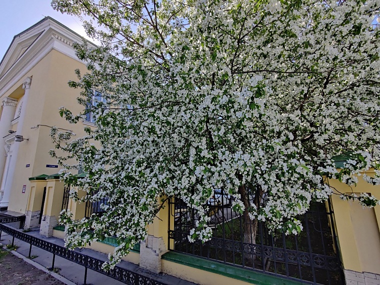 Утопая в ароматах весны. Прогуливаемся по сиренево-яблоневой Тюмени