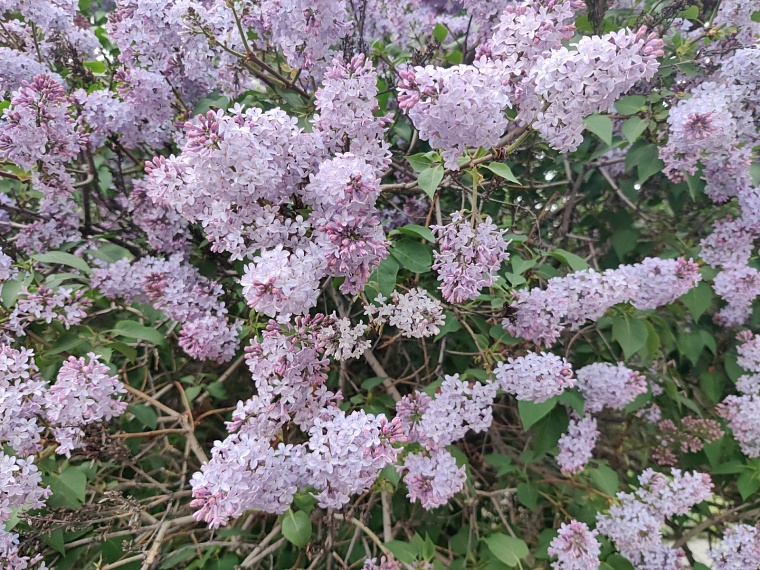 Утопая в ароматах весны. Прогуливаемся по сиренево-яблоневой Тюмени