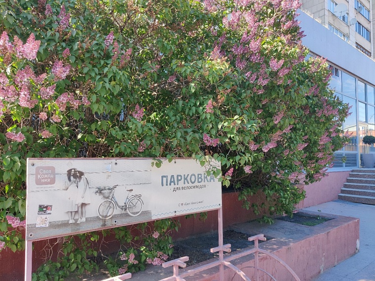 Утопая в ароматах весны. Прогуливаемся по сиренево-яблоневой Тюмени