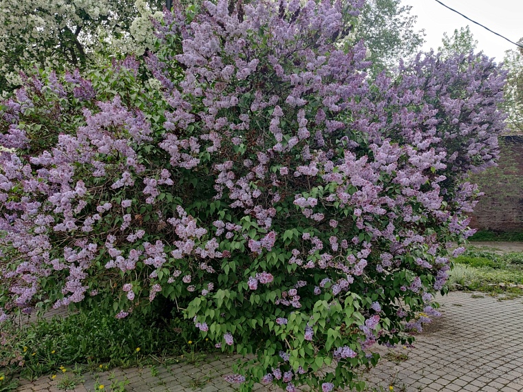 Утопая в ароматах весны. Прогуливаемся по сиренево-яблоневой Тюмени
