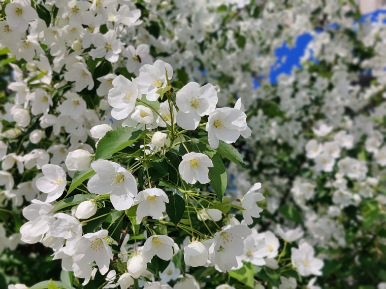 Утопая в ароматах весны. Прогуливаемся по сиренево-яблоневой Тюмени