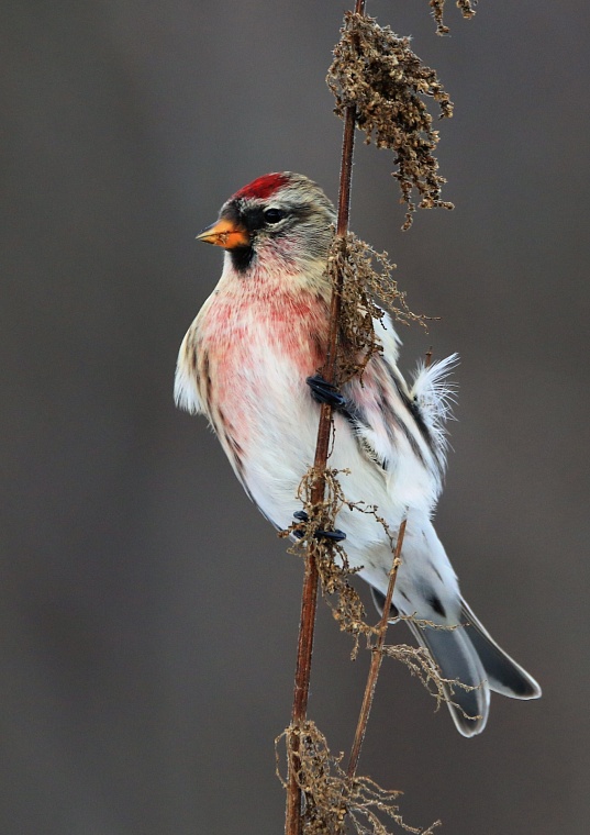 Обыкновенная чечётка (Тюменский район)