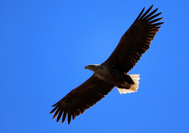 Самый большой хищник России Орлан-белохвост (Армизонский район)