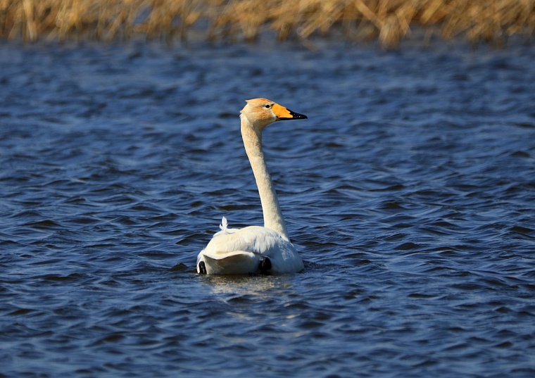 лебедь-кликун (Казанский район)