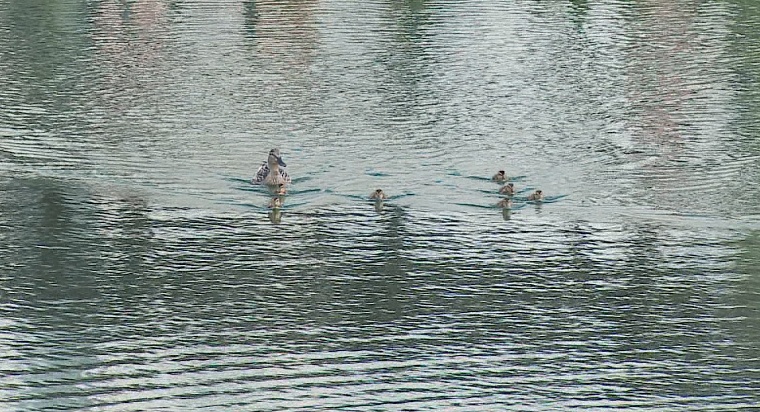 На пруду в сквере Никольском в Тюмени сделали домик для уток