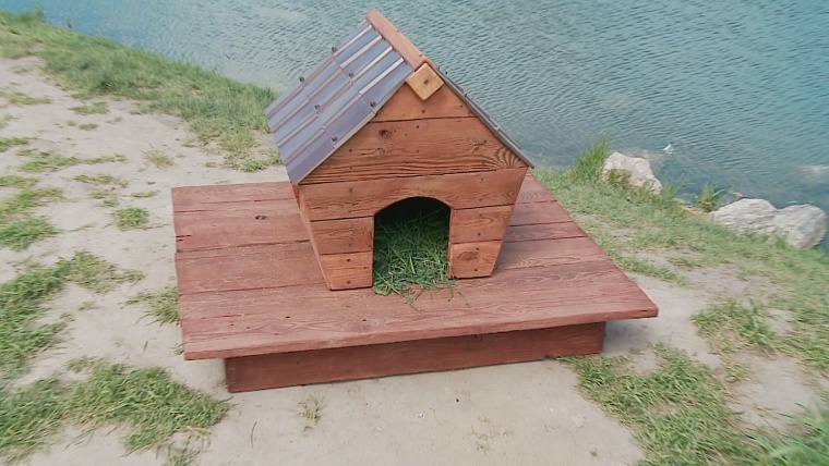 На пруду в сквере Никольском в Тюмени сделали домик для уток