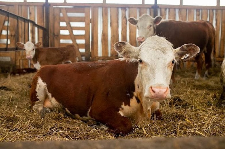Губернатор Александр Моор поблагодарил тюменских аграриев за труд и стойкость