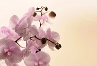 Садовод поделилась с тюменцами, как ухаживать за домашней орхидеей