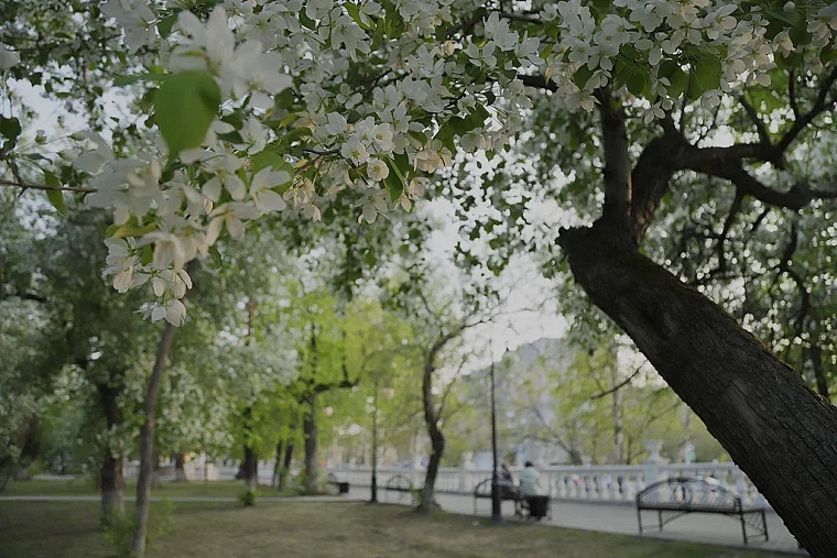 Яблони в цвету: топ-5 мест в Тюмени для весенней фотосессии