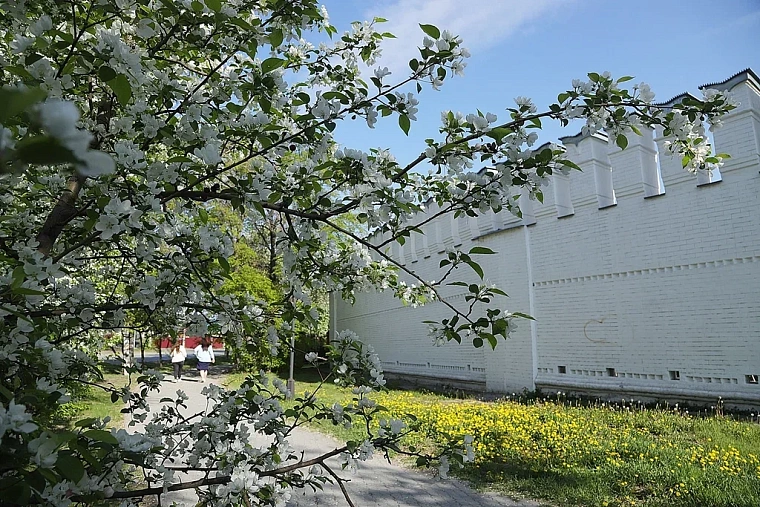 Яблони в цвету: топ-5 мест в Тюмени для весенней фотосессии