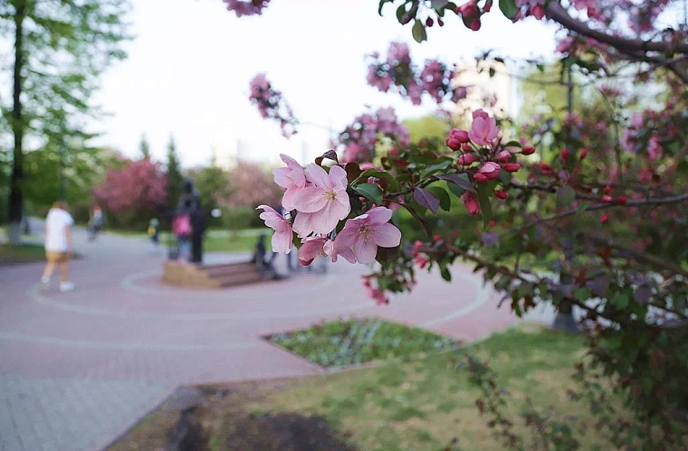 Яблони в цвету: топ-5 мест в Тюмени для весенней фотосессии