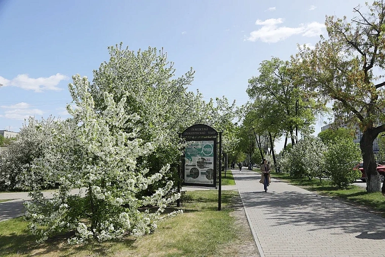 Яблони в цвету: топ-5 мест в Тюмени для весенней фотосессии