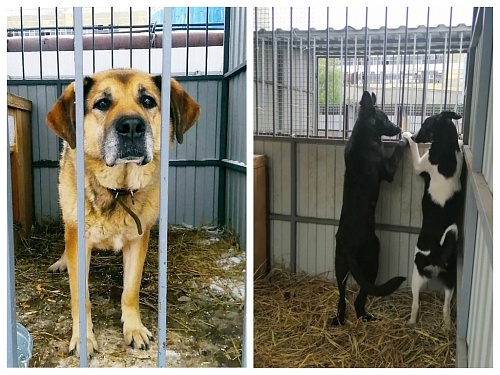 В Тобольске ответили на обвинения в некачественной работе приюта для животных