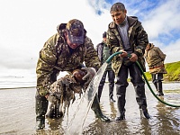 На Ямале нашли останки мамонта с сохранившимися мягкими тканями