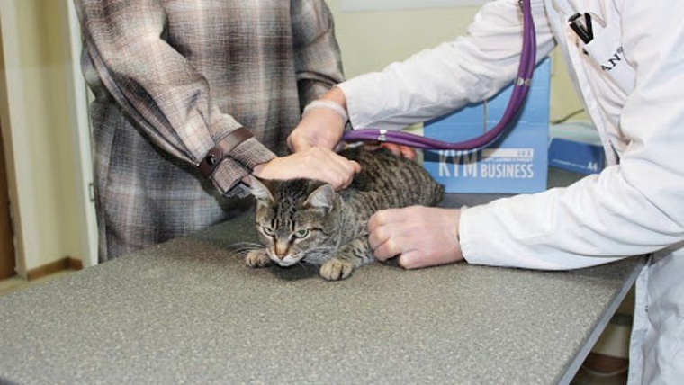 В Ростовской области выявили шестой случай бешенства у кошек с начала года