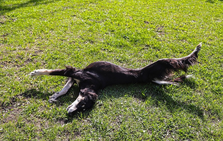 Знатная бельгийская аристократка привезла в Тюмень титул чемпиона