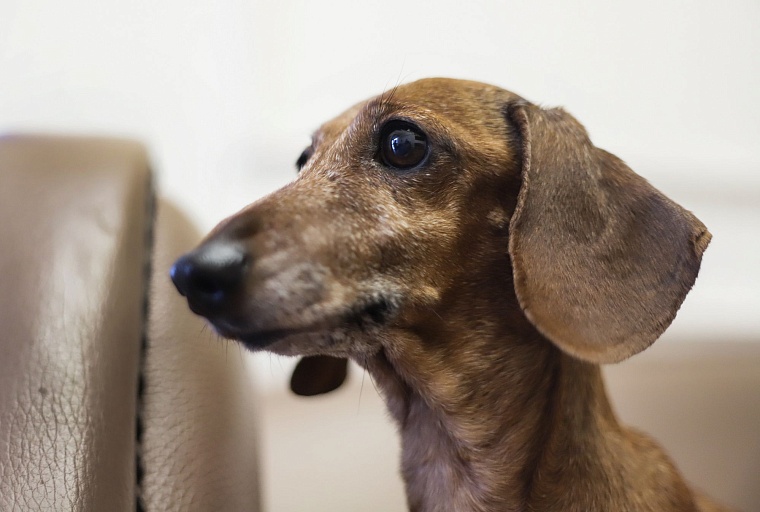 Знатная бельгийская аристократка привезла в Тюмень титул чемпиона