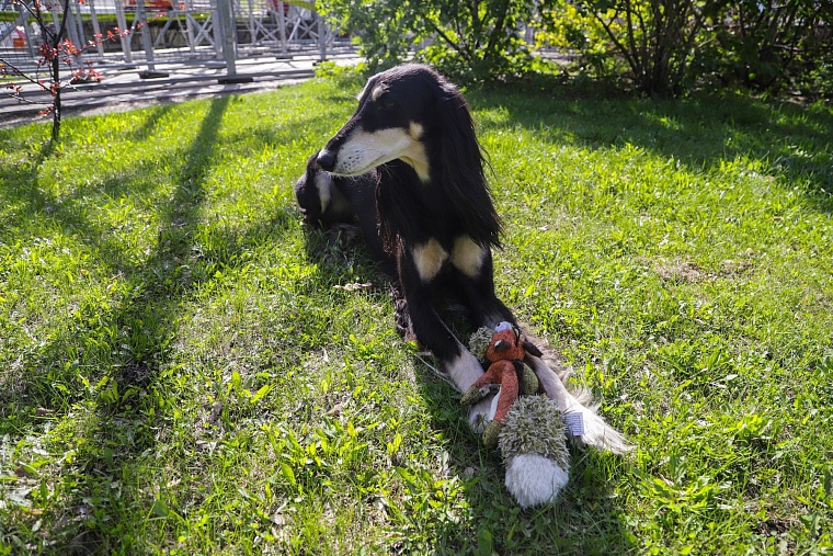 Знатная бельгийская аристократка привезла в Тюмень титул чемпиона