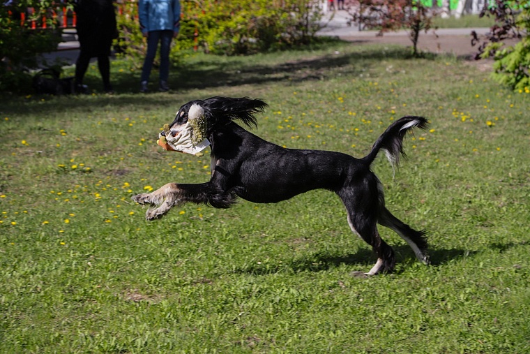 Знатная бельгийская аристократка привезла в Тюмень титул чемпиона