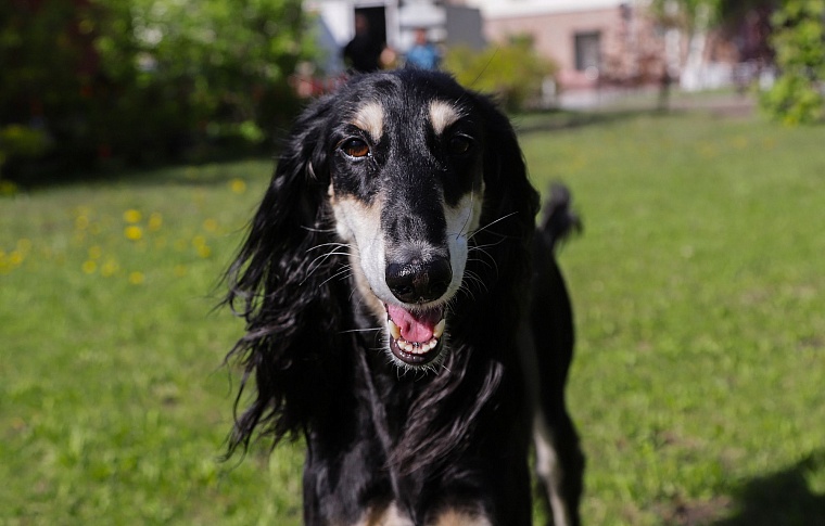 Знатная бельгийская аристократка привезла в Тюмень титул чемпиона