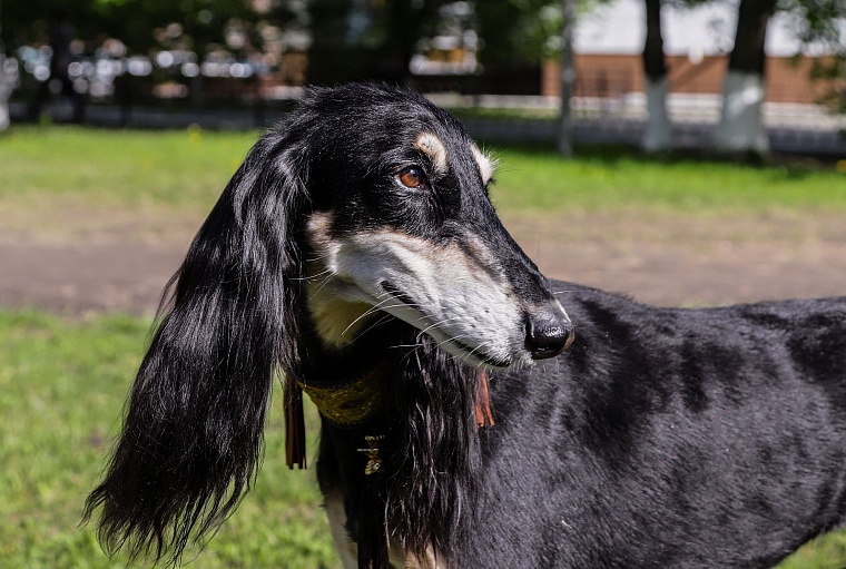 Знатная бельгийская аристократка привезла в Тюмень титул чемпиона
