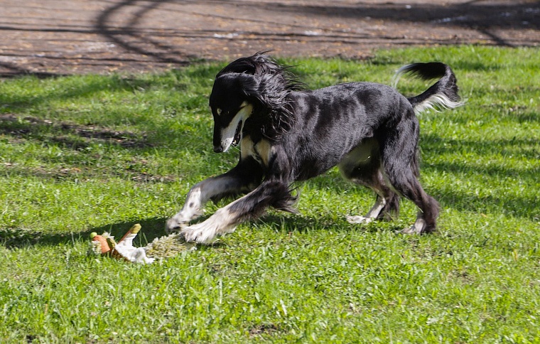 Знатная бельгийская аристократка привезла в Тюмень титул чемпиона
